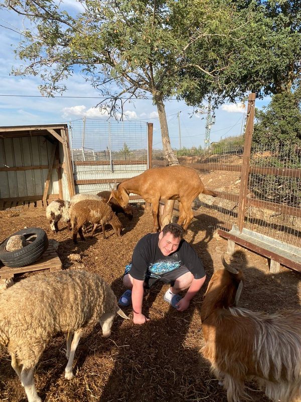 Goats and sheep on the farm
