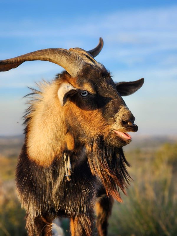 Mountain goat portrait at golden hour