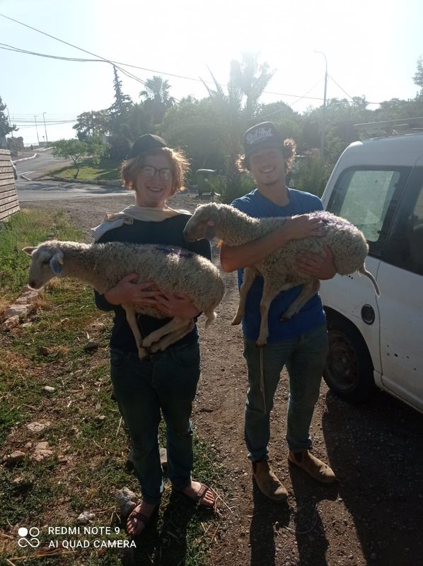 Carrying lambs