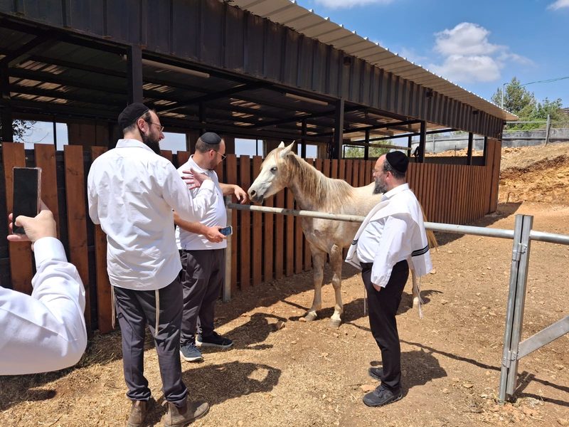 Men with horse in the stable