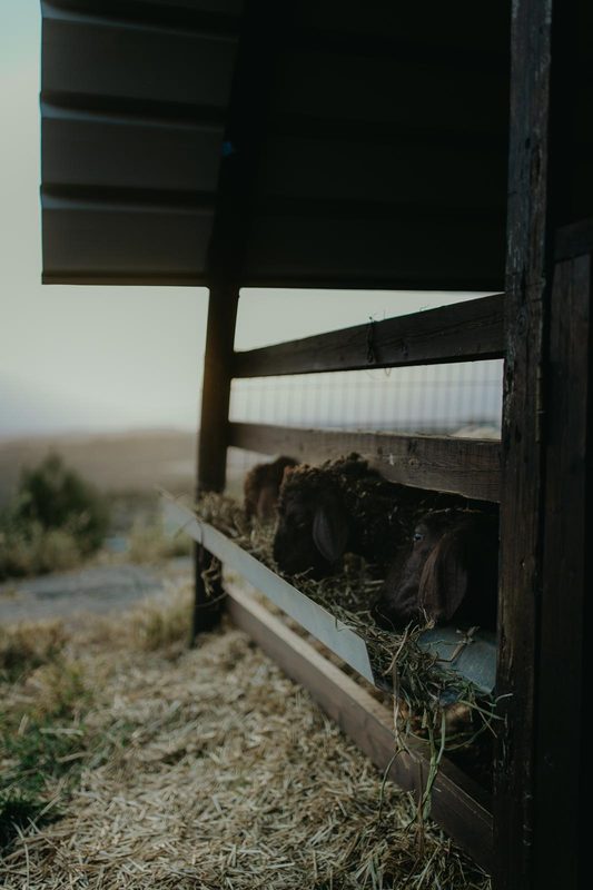 Sheep at the feeder at dusk