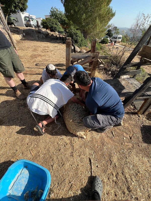 Shearing a sheep together