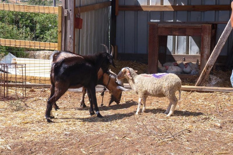 Goats and a sheep by the coop