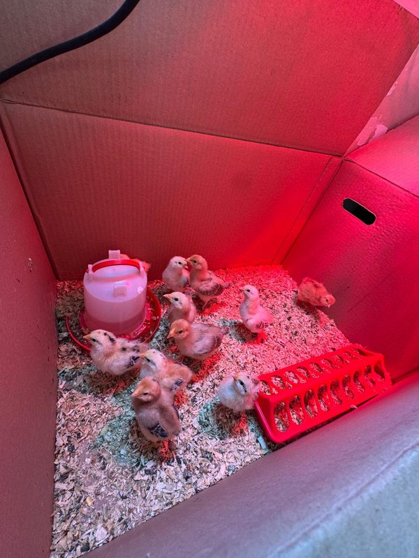 New chicks under the heat lamp