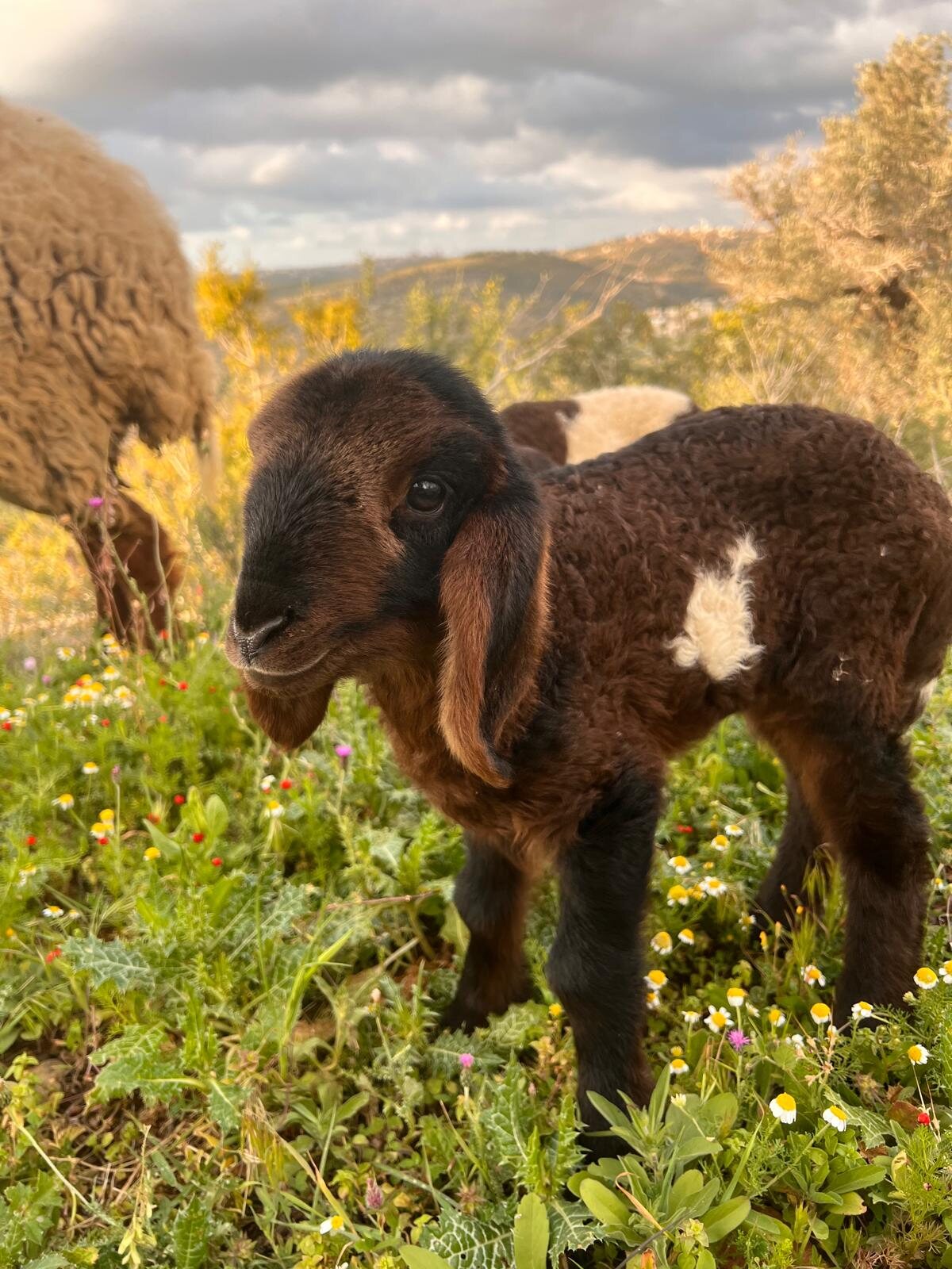 Baby goat in the grass