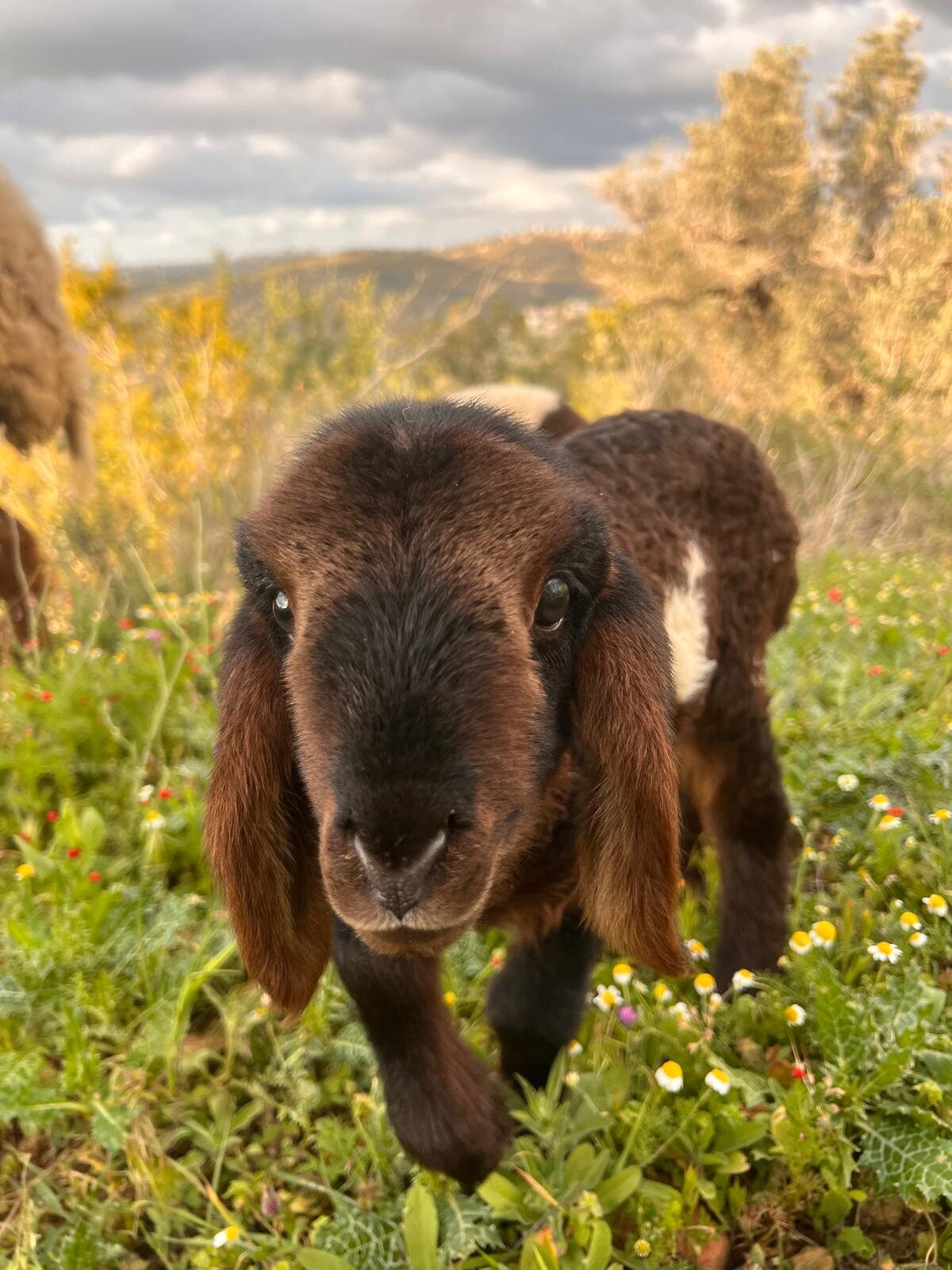 Lamb face close up