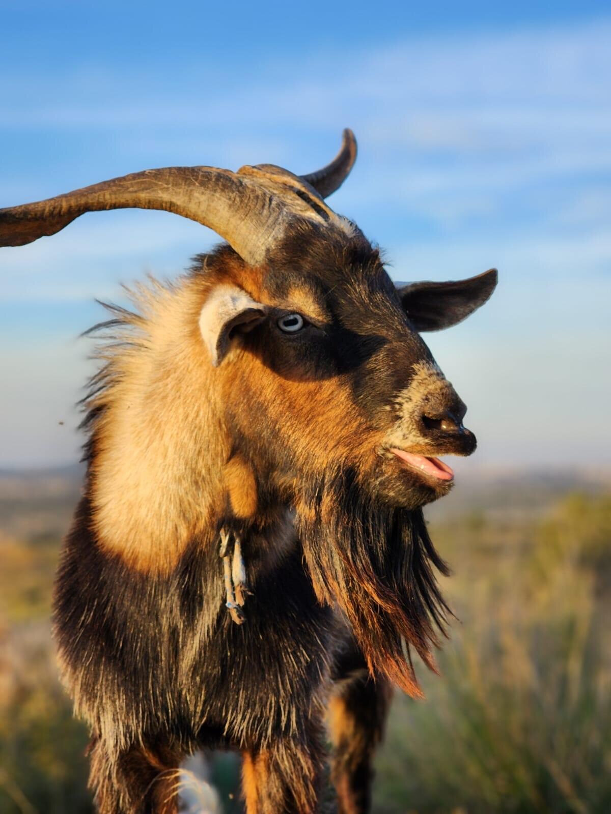 Goat portrait