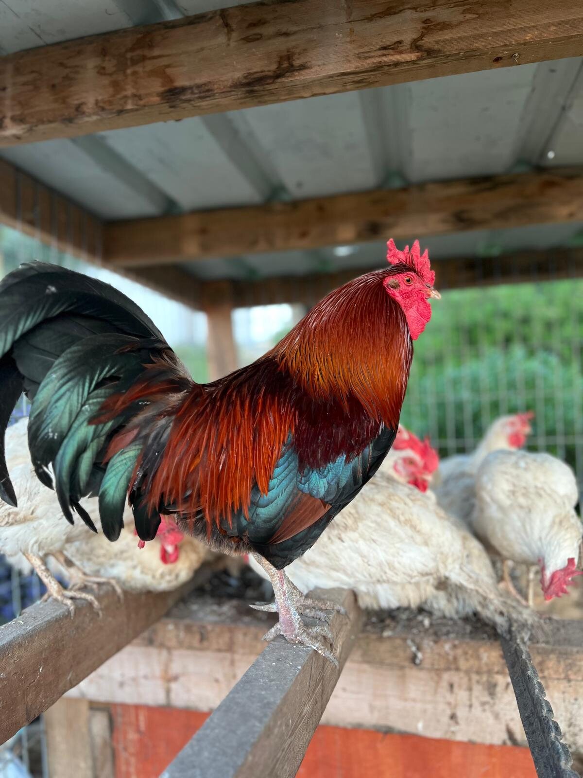 Rooster and hens in the coop