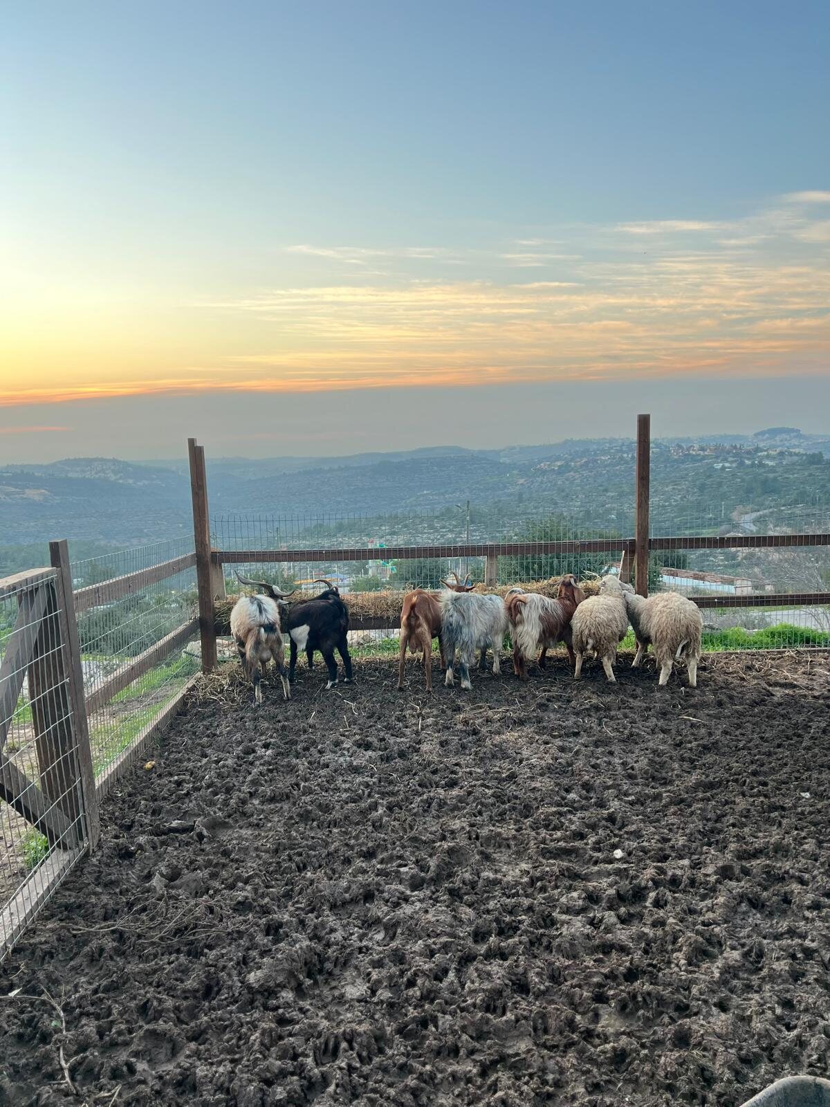 Sheep pen at dusk