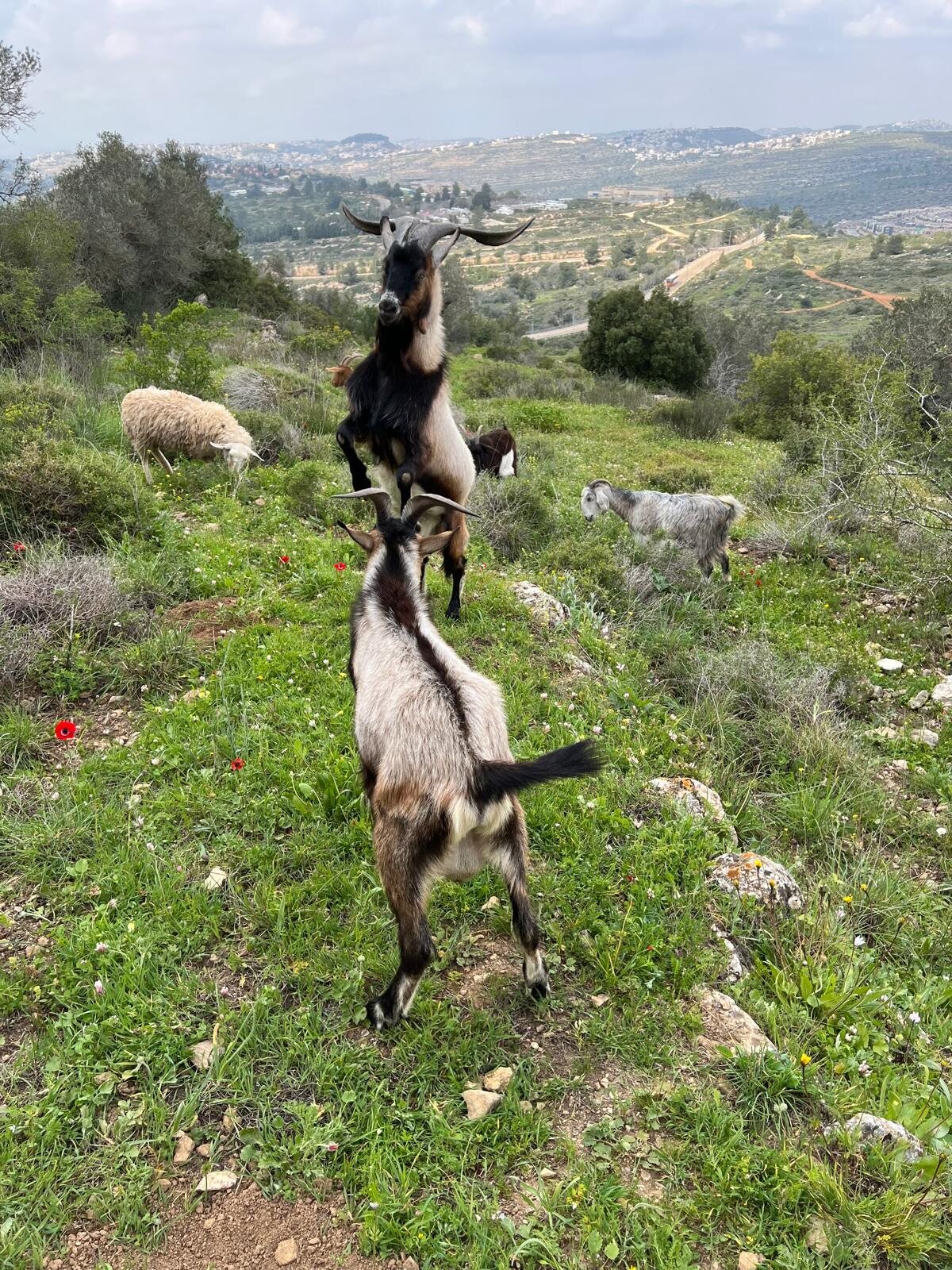 Goats playing on the hillside