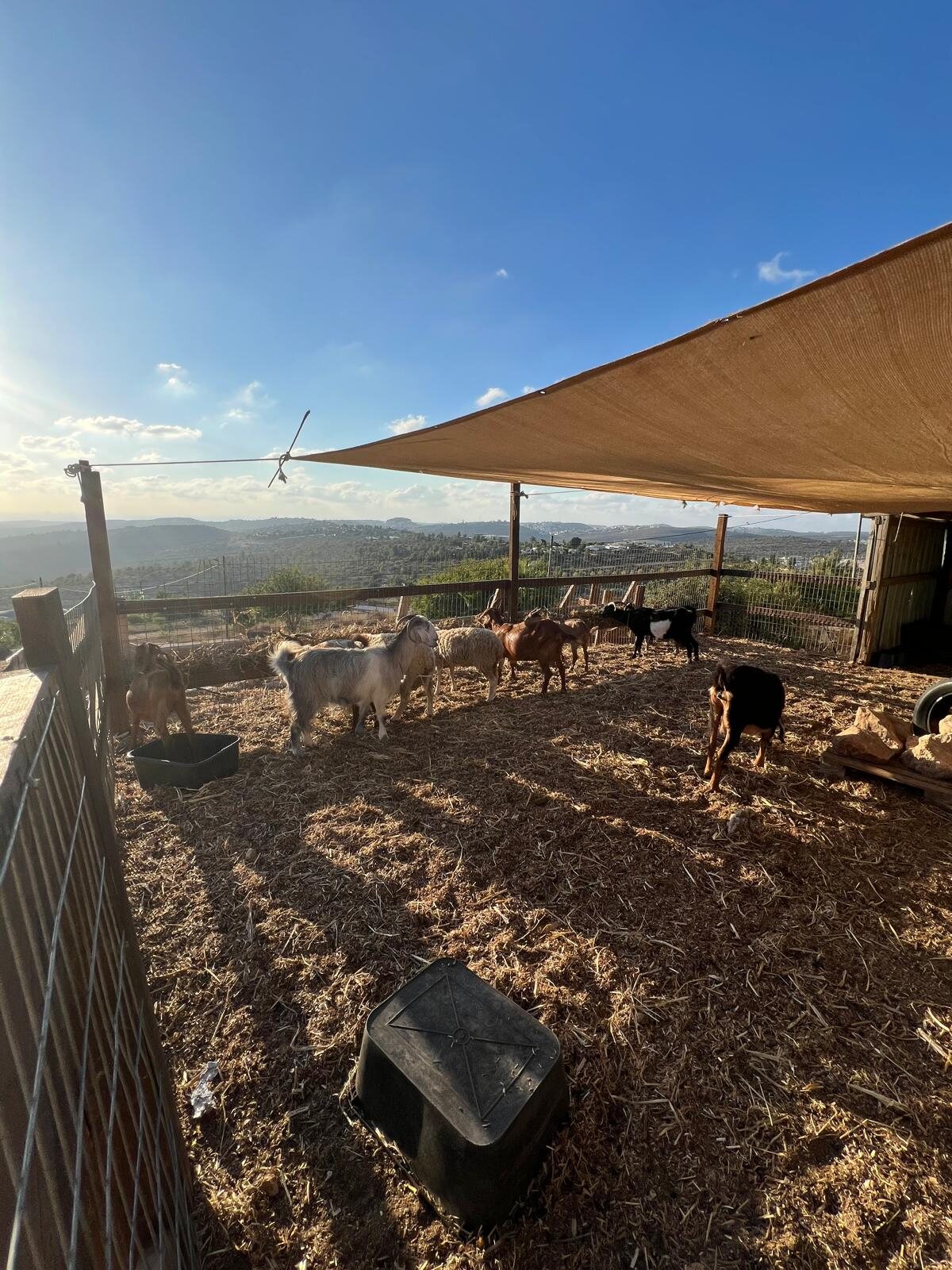 Goats resting in the shade