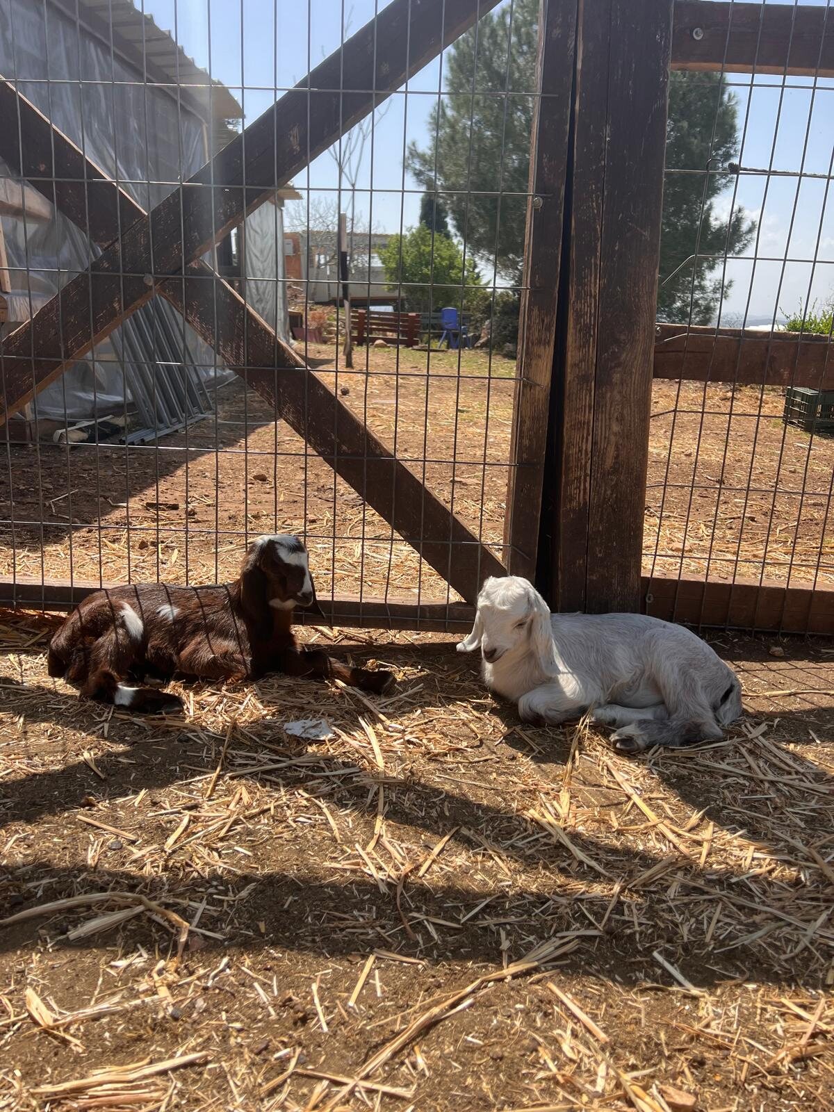 Two lambs resting