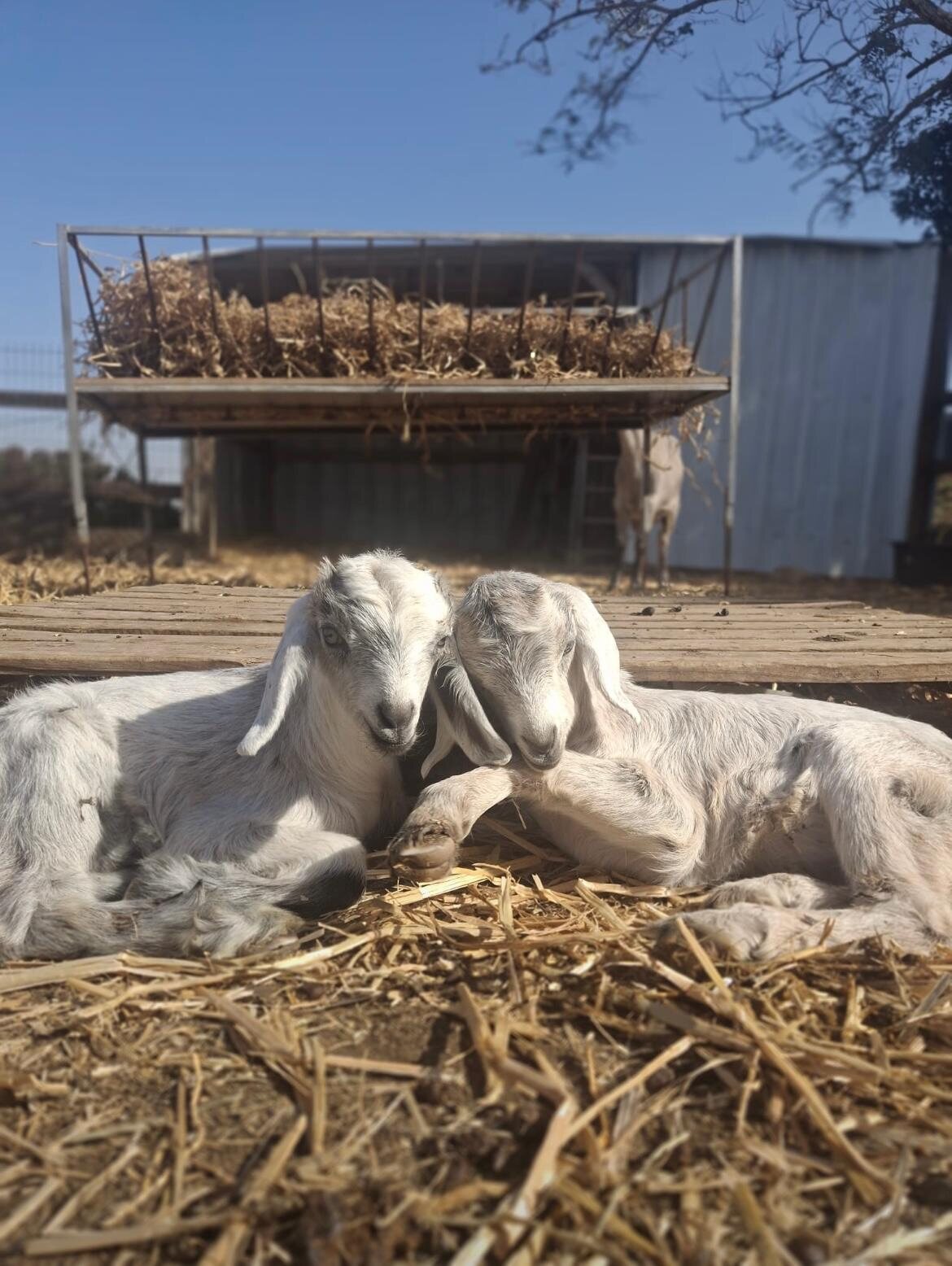Goats resting in the hay