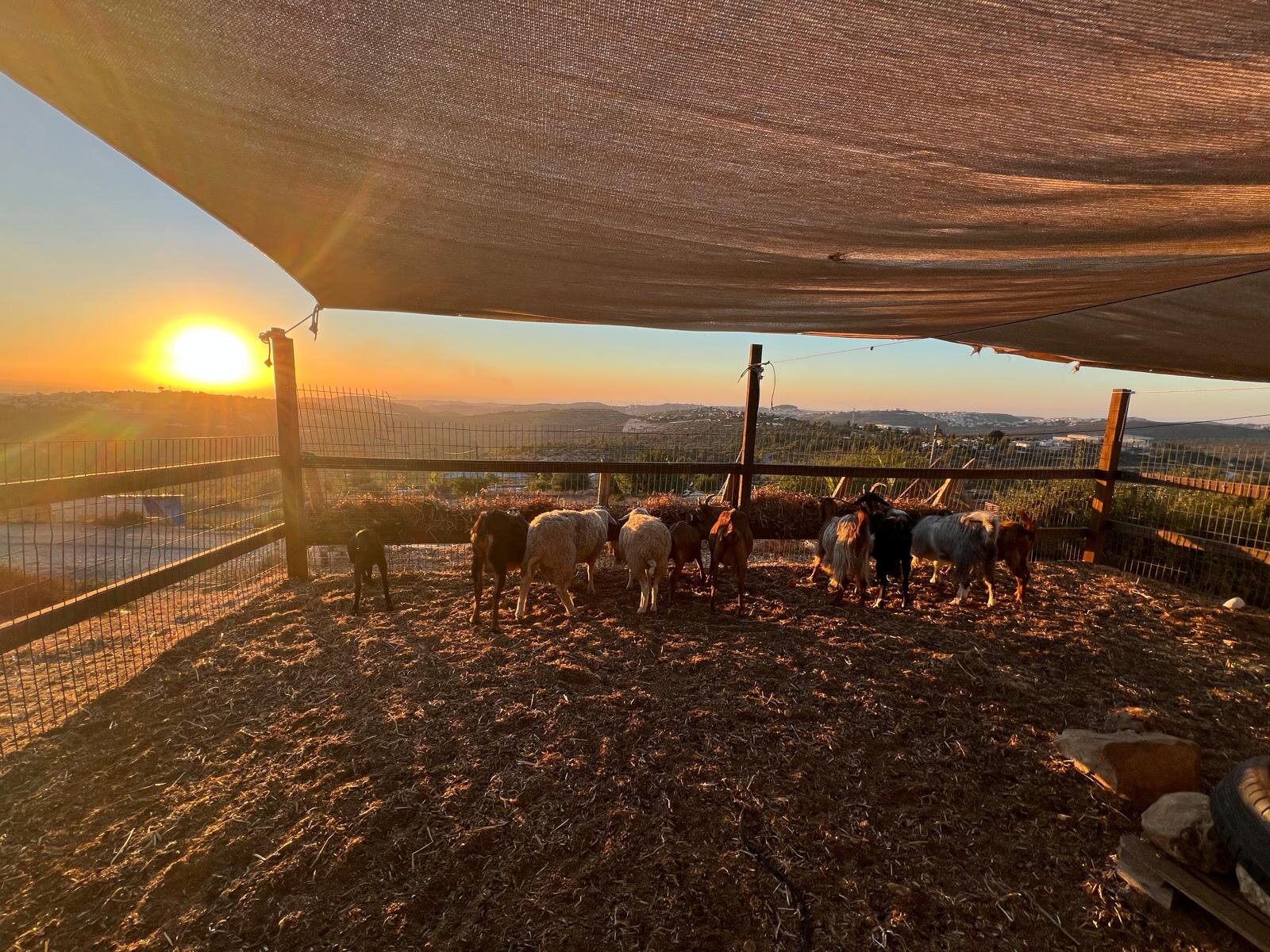Sheep pen at sunset