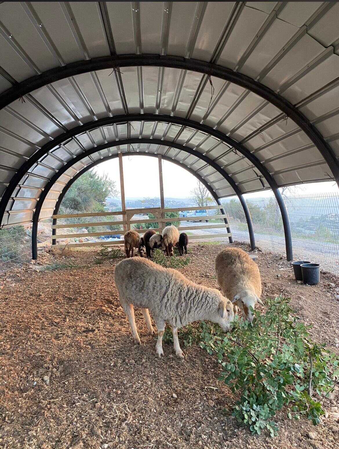 Sheep grazing under the hoop barn