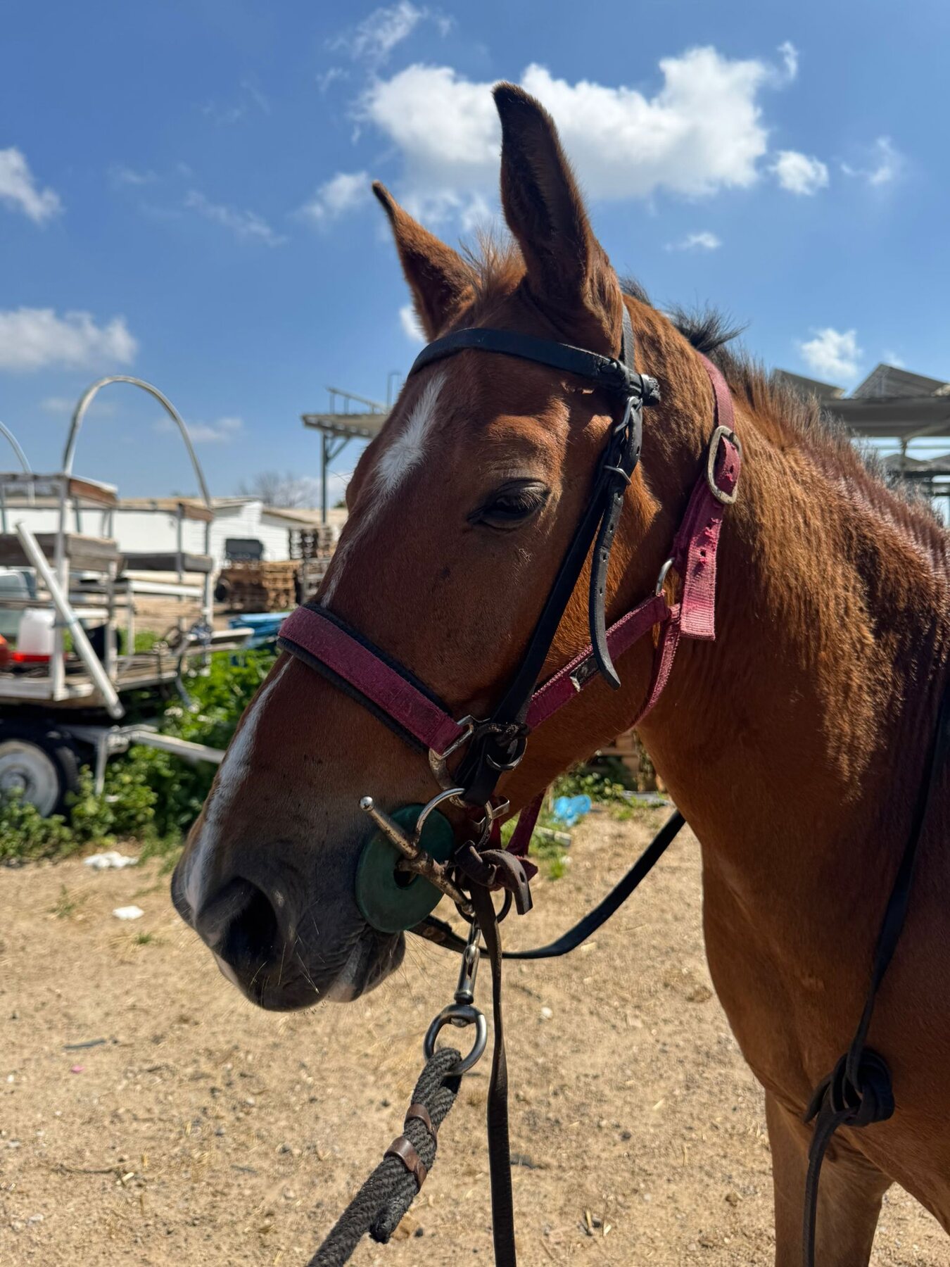 Horse portrait