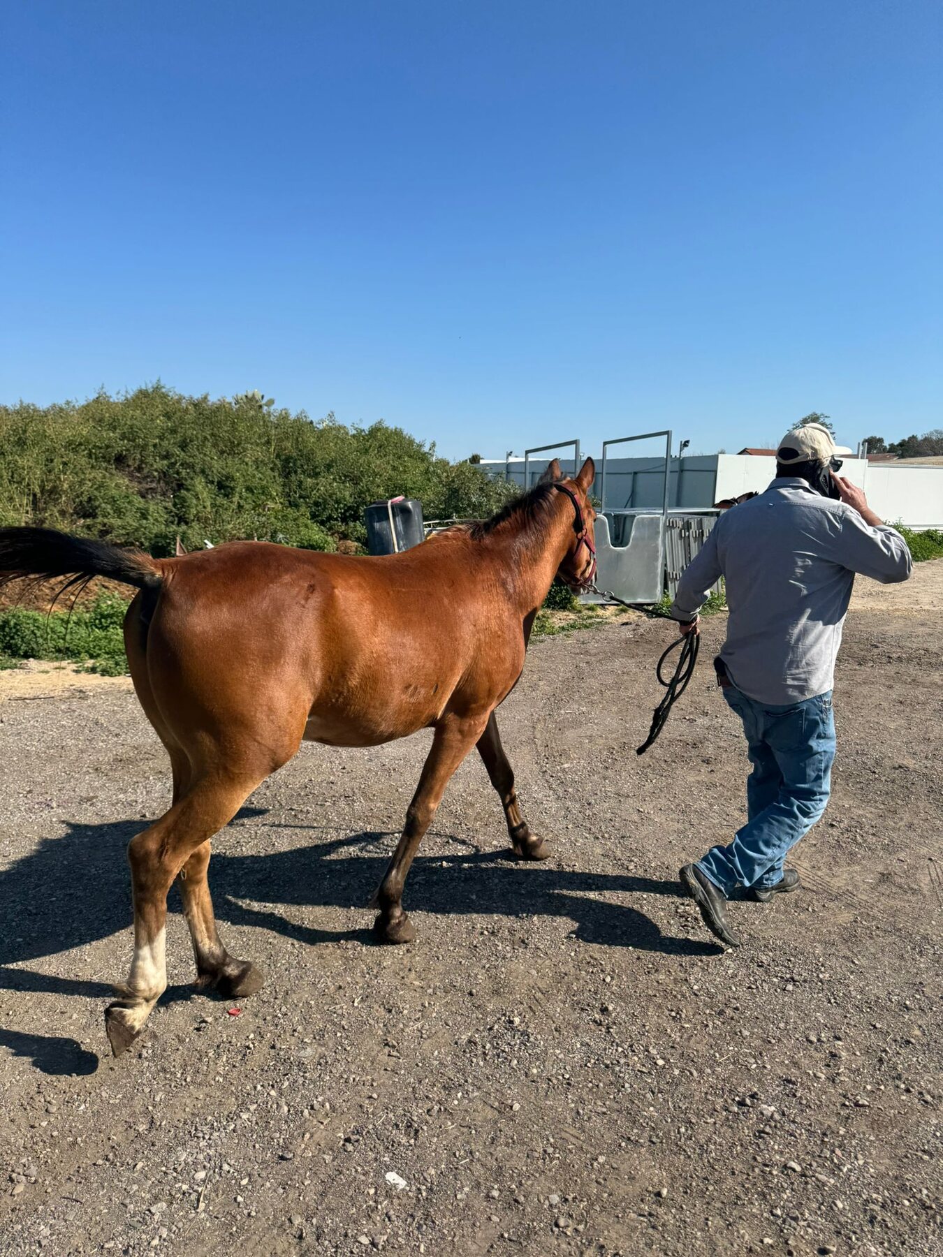 Leading the horse