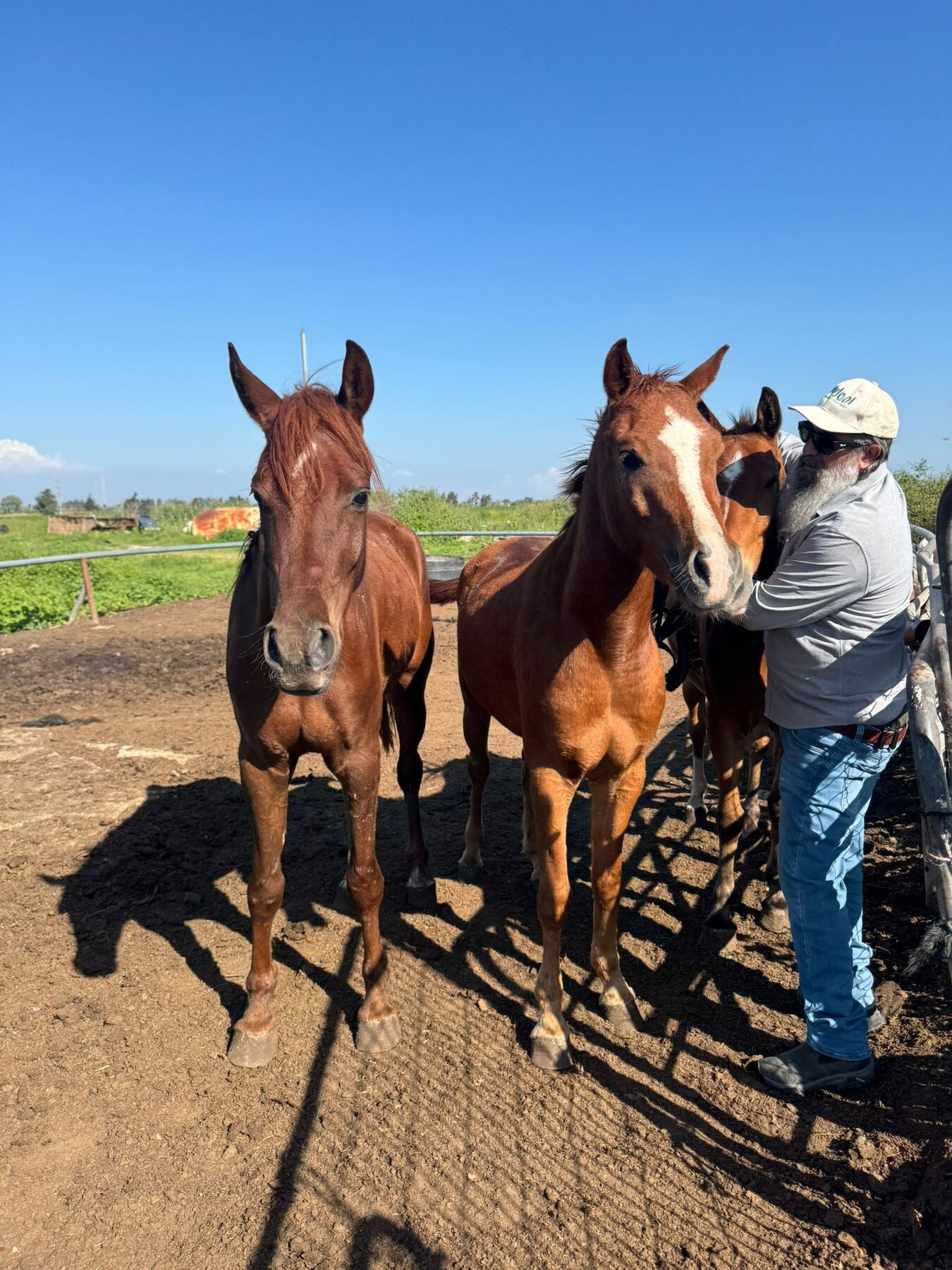 Horses at the fence