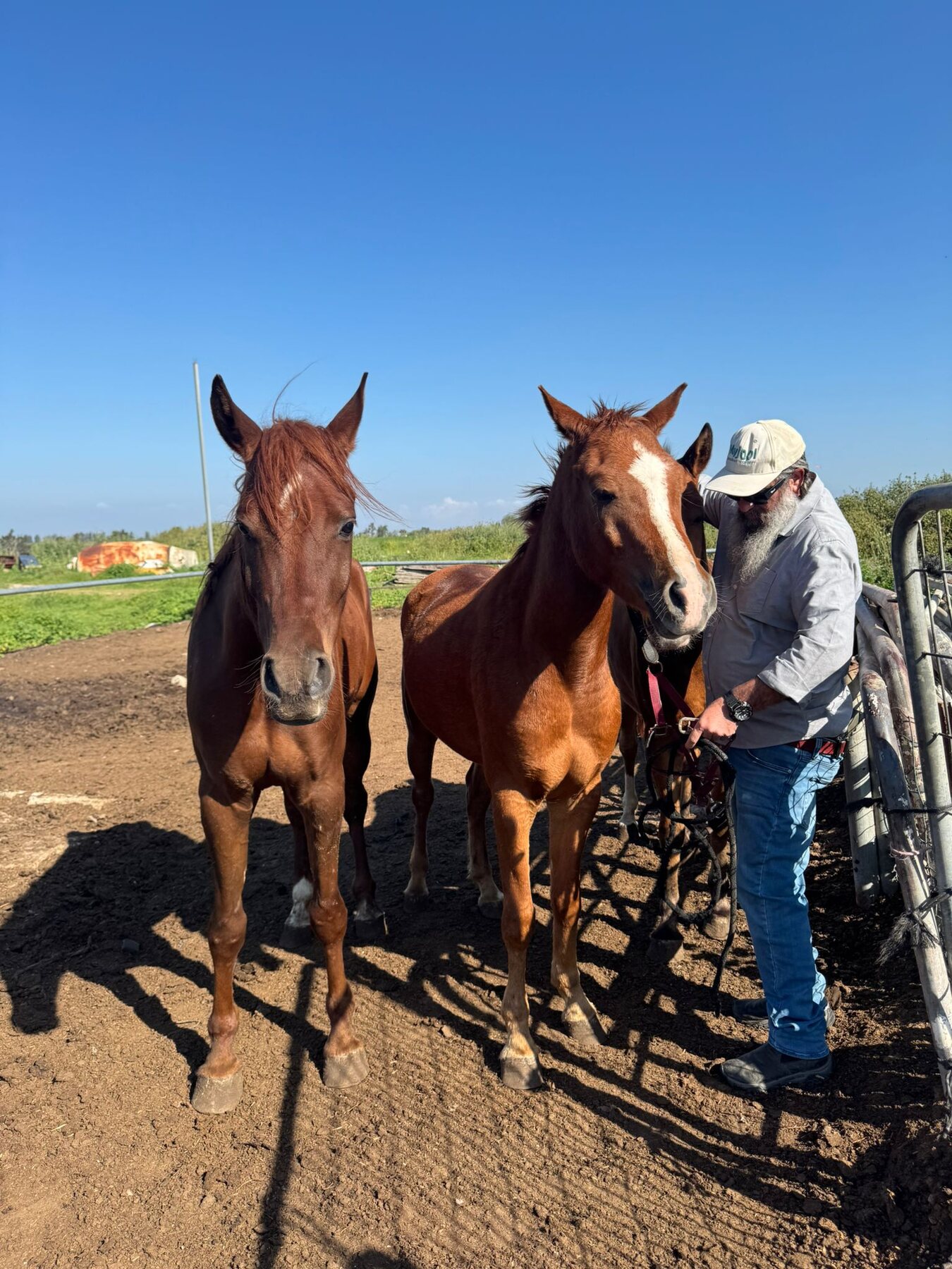 Two horses at the fence