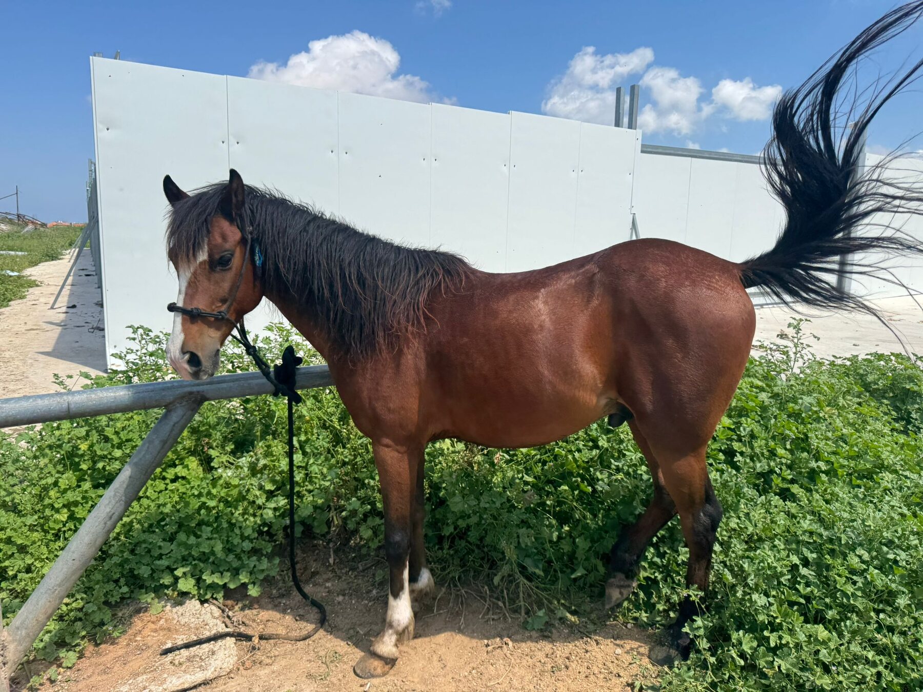 Horse in motion