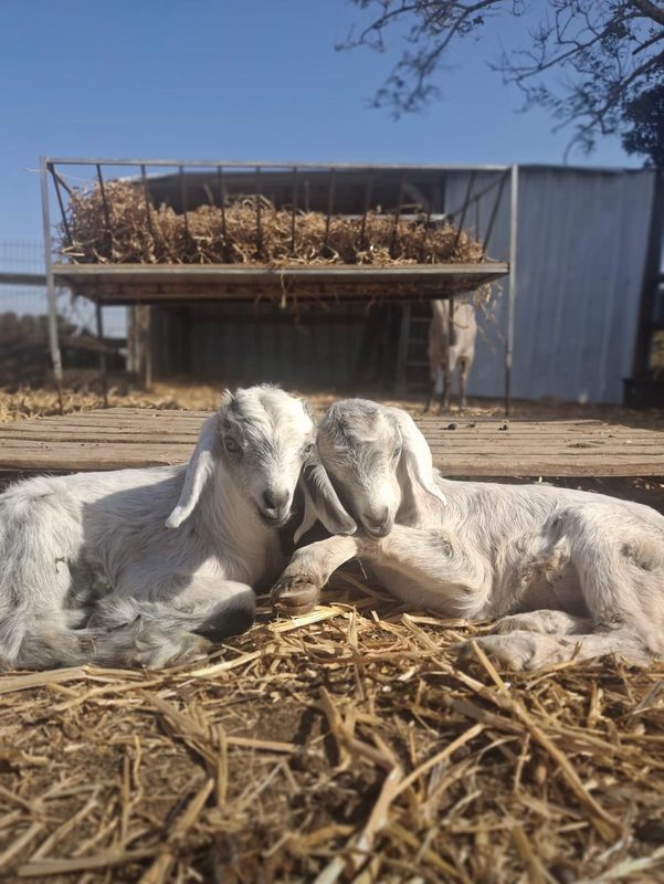 Community with goats at the fence