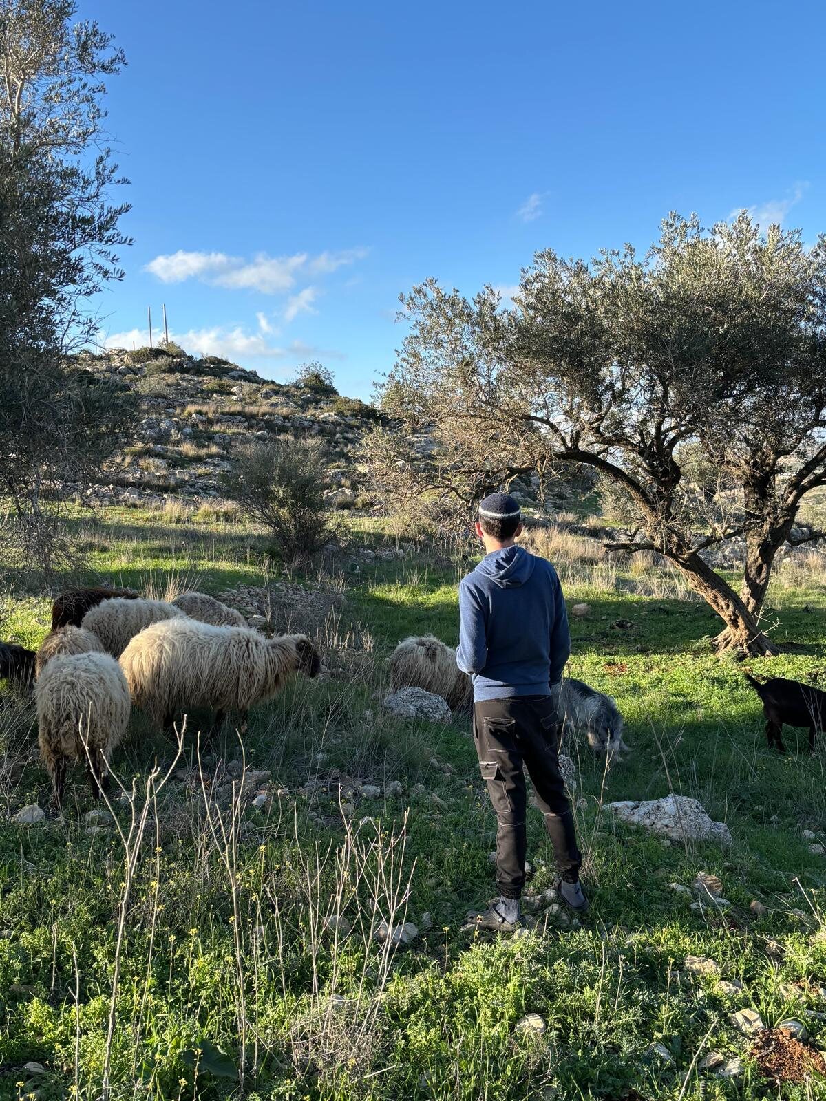 Watching the flock on the hillside