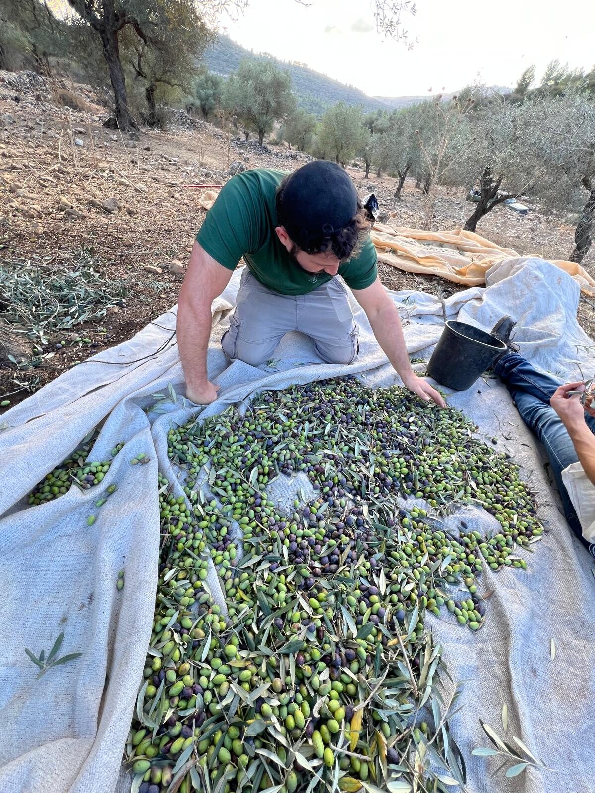Harvesting olives