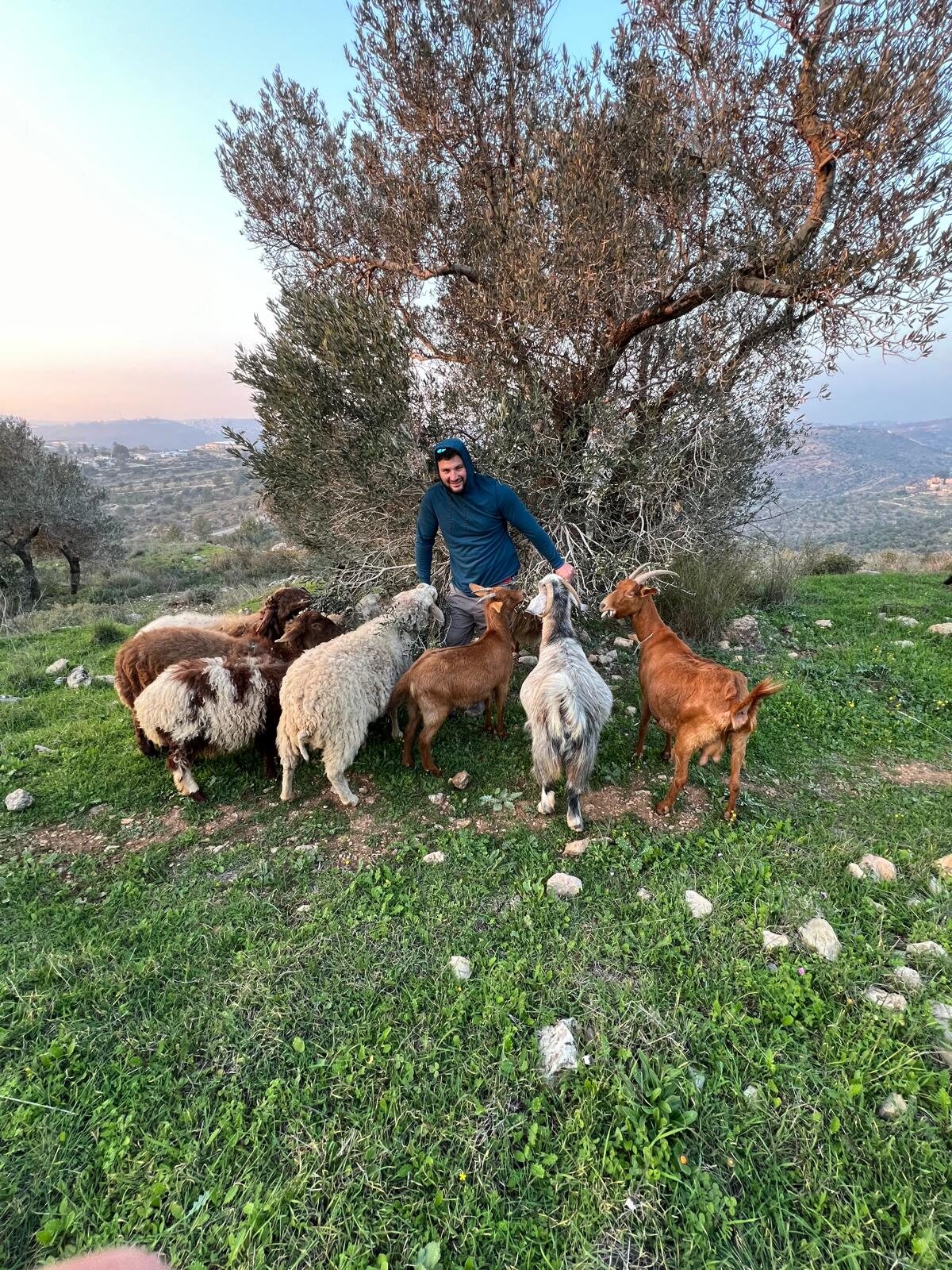 Feeding the goats under the olive tree