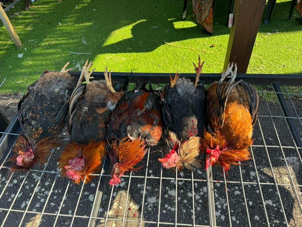 Kaporos chickens lined up