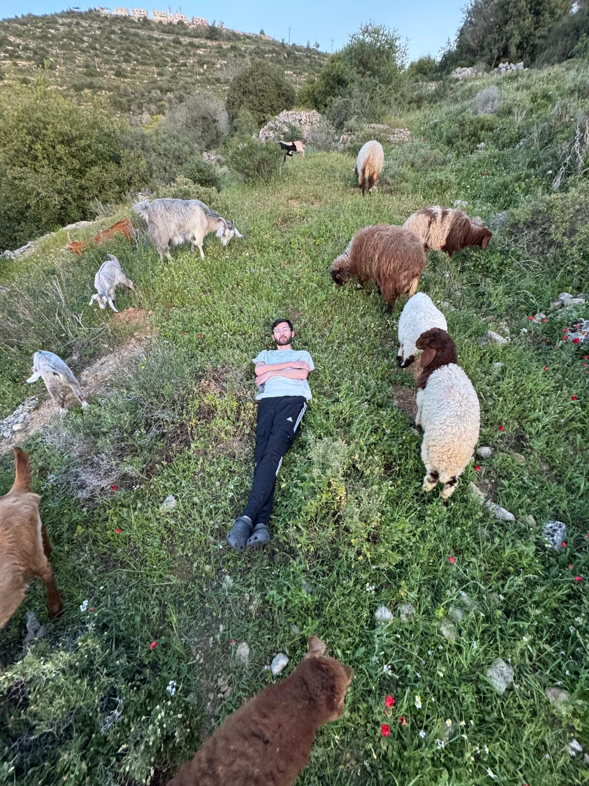 Resting in the grass with the goats